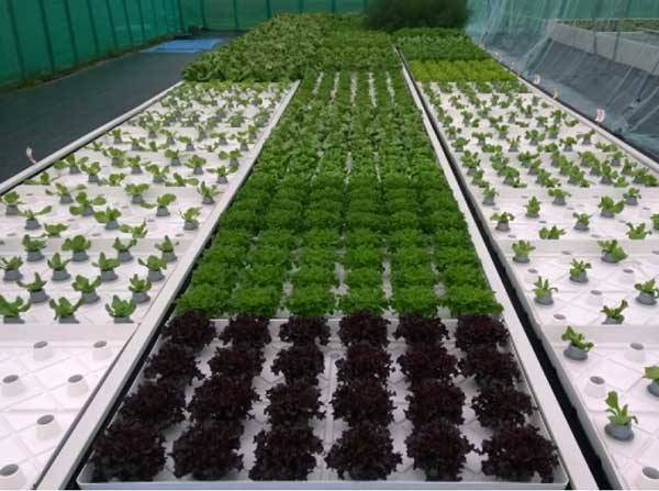 Botman Hydroponics